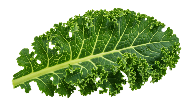 A single fresh, curly green kale leaf isolated on transparent background for healthy eating concept