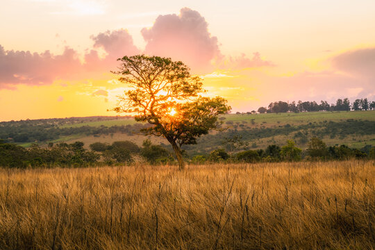 A solitary tree silhouetted against the sunset in a field at a farm in Goias, Brazil