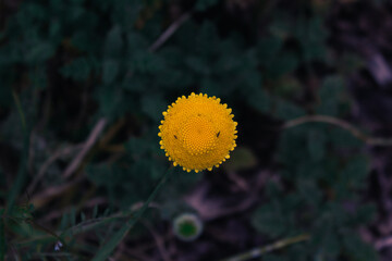 A photo outside taken in the Cape Town Biodiversity Park in South Africa
