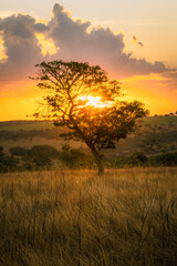 A solitary tree silhouetted against the sunset in a field at a farm in Goias, Brazil