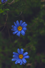 A photo outside taken in the Cape Town Biodiversity Park in South Africa