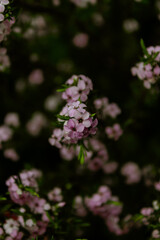 A photo outside taken in the Cape Town Biodiversity Park in South Africa