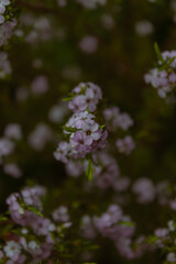 A photo outside taken in the Cape Town Biodiversity Park in South Africa