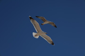 Deux oiseaux en vol
