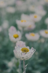 A photo outside taken in the Cape Town Biodiversity Park in South Africawhite daisy flower