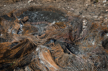 Basurales a cielo abierto en la naturaleza.