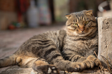Scottish Fold and Chinese Domestic Shorthair mixed breed cat