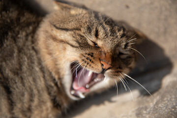 Scottish Fold and Chinese Domestic Shorthair mixed breed cat