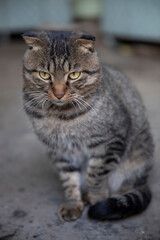 Scottish Fold and Chinese Domestic Shorthair mixed breed cat