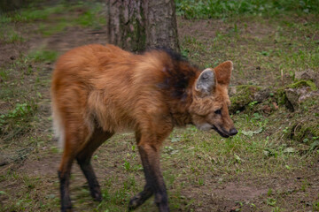 Maned Wolf (Chrysocyon brachyurus) Standing in Enclosure.