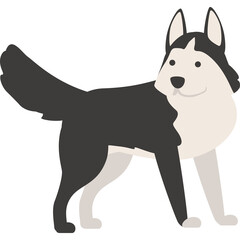 Stylized Husky Dog with Black and White Fur Standing Proudly on a Transparent Background Vector Illustration