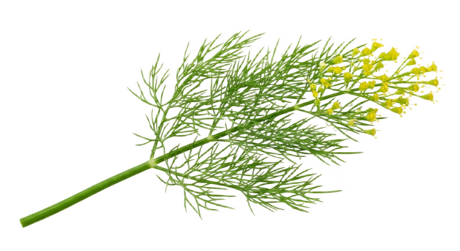 Isolated sprig of dill with yellow flowers and green feathery leaves on a black background view close up