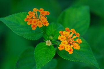 Beautiful orange flower at the garden