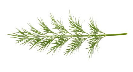 Close up of a single sprig of fresh green dill herb against a solid black background in studio lighting