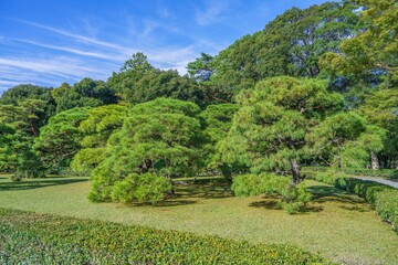 青空バックに見る見事な枝ぶりの古い松の情景