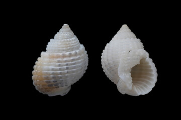 dog whelks, nassarius webbei