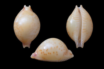 Pearl Cowry-pustularia margarita