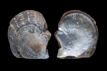 Rayed pearl oyster-Pinctada radiata © SHELL