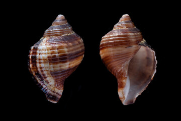 ringed triton, linatella caudata