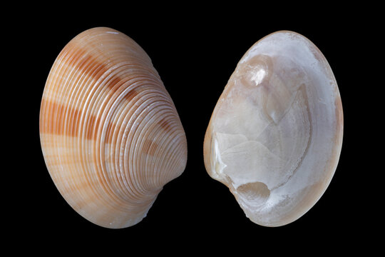 Red callista-callista erycina