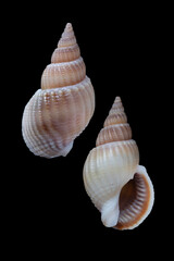 violet mouthed dog whelk, nassarius vinctus 