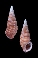 zebra horn-cerithium zebrum
