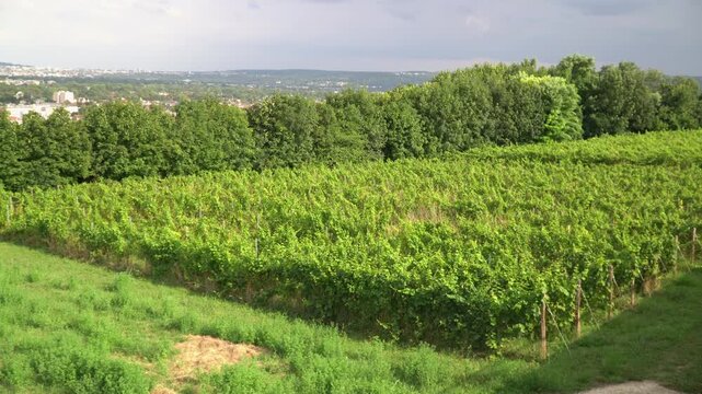A vineyard located near the Castle of Saint Germain en Laye, Paris, France.