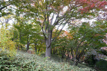 秋の殿ヶ谷戸庭園
