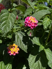 Pink and yellow flowers in the city park in sunny day