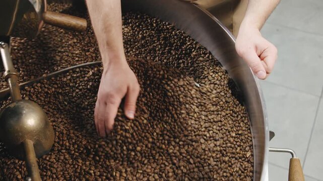 Skilled roaster carefully examines and holds roasted coffee beans above a large vat filled with more beans in a roasting facility during a sunny afternoon.