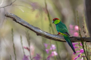 Red capped parrot (Purpureicephalus spurius) in a field of wildflowers, Perth Hills, Western Australia