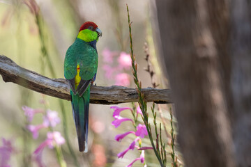 Red capped parrot (Purpureicephalus spurius) among the wildflowers, Perth Hills, Western Australia