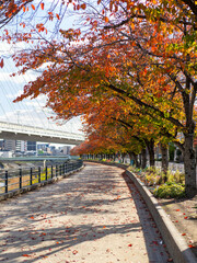 Fototapeta premium 赤く紅葉した川沿いの桜並木