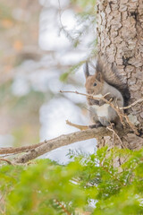 Obraz premium エゾリス 