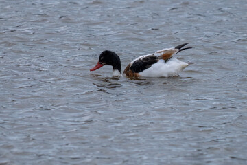 common shelduck on the estuary devon england uk 