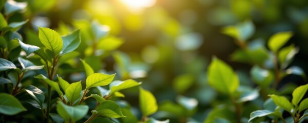 Serene Green Foliage with Sunlit Leaves and Bokeh
