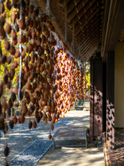 茅葺き屋根の下に吊された干し柿