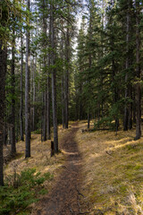 path in the woods