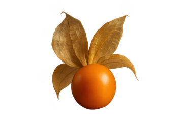 Single fresh physalis fruit with husk on transparent background