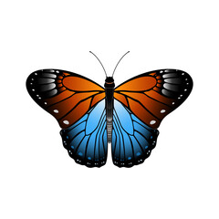 butterfly vector illustration
