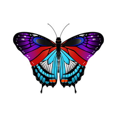 butterfly vector illustration