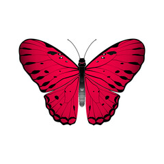 butterfly vector illustration