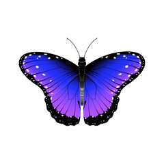 butterfly vector illustration