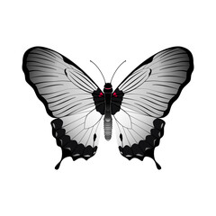 butterfly vector illustration