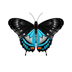 butterfly vector illustration
