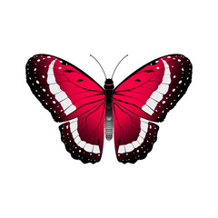 butterfly vector illustration
