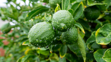 Vibrant green limes glistening with fresh raindrops after a summer shower, still attached to the...