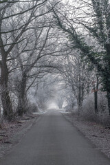 Winter mit Nebel und Rauhreif