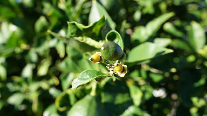A young, unripe green citrus fruit (likely a lime or small orange) just after the bloom, with dried petals and flower remnants still clinging to its base.