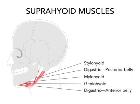 Suprahyoid muscles anatomy diagram, labeled stylohyoid, digastric anterior belly, digastric posterior belly, mylohyoid, geniohyoid, mandible hyoid bone, swallowing, medical reference, head side view